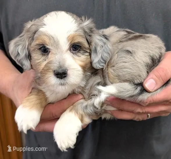 Petite mini Ice – Miniature Bernedoodle puppy for sale in Menomonee Falls, WI