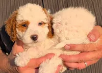 Mini Marvel, a male Miniature Goldendoodle for sale in Menomonee Falls, WI – 2 of 3