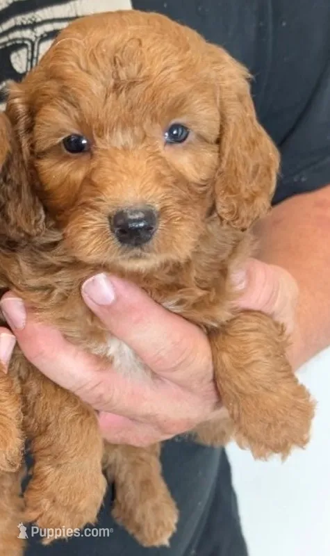 Mini Blayke – Miniature Goldendoodle puppy for sale in Menomonee Falls, WI