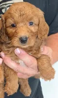 Mini Blayke, a female Miniature Goldendoodle for sale in Menomonee Falls, WI – 1 of 2