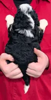 Mini Maxine, a female Miniature Bernedoodle for sale in Menomonee Falls, WI – 3 of 3