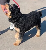 Stealth, a male Miniature Goldendoodle for sale in Menomonee Falls, WI – 4 of 4