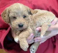 Petite mini Vayda, a female Miniature Goldendoodle for sale in Menomonee Falls, WI – 2 of 3