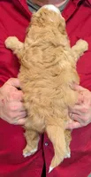 Mini Lyric, a female Miniature Bernedoodle for sale in Menomonee Falls, WI – 3 of 3