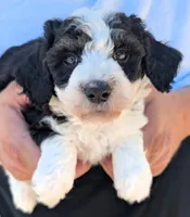 Petite mini Graham, a male Miniature Bernedoodle for sale in Menomonee Falls, WI – 2 of 3