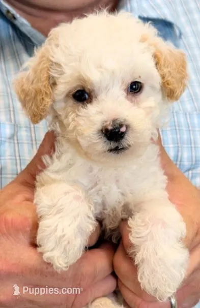 Teacup River – Miniature Goldendoodle puppy for sale in Menomonee Falls, WI
