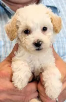 Teacup River, a male Miniature Goldendoodle for sale in Menomonee Falls, WI – 1 of 3