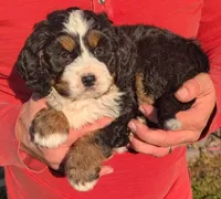 Mini Millie, a female Miniature Bernedoodle for sale in Menomonee Falls, WI – 2 of 3