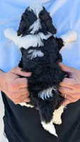 Petite mini Graham, a male Miniature Bernedoodle for sale in Menomonee Falls, WI – 3 of 3