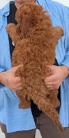 Mini Corbin, a male Miniature Goldendoodle for sale in Menomonee Falls, WI – 3 of 3