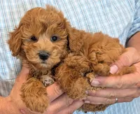 Petite mini Ramsey, a male Miniature Goldendoodle for sale in Menomonee Falls, WI – 2 of 3