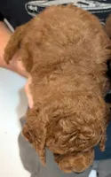 Mini Bowie, a male Miniature Goldendoodle for sale in Menomonee Falls, WI – 2 of 2