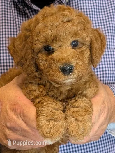 Petite Elliot – Miniature Goldendoodle puppy for sale in Menomonee Falls, WI