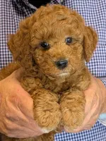 Petite Elliot, a male Miniature Goldendoodle for sale in Menomonee Falls, WI – 1 of 3