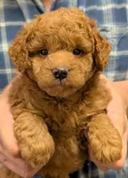 Petite Mini Owenn, a male Miniature Goldendoodle for sale in Menomonee Falls, WI – Photo 1 of 3