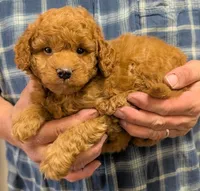 Petite Mini Owenn, a male Miniature Goldendoodle for sale in Menomonee Falls, WI – Photo 2 of 3