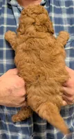 Petite Mini Owenn, a male Miniature Goldendoodle for sale in Menomonee Falls, WI – Photo 3 of 3