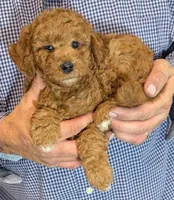 Petite Elliot, a male Miniature Goldendoodle for sale in Menomonee Falls, WI – 2 of 3