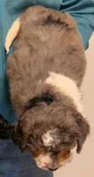 Petite mini Whitnee, a female Miniature Bernedoodle for sale in Menomonee Falls, WI – Photo 2 of 2