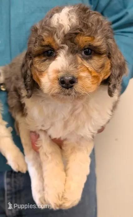 Petite mini Whitnee – Miniature Bernedoodle puppy for sale in Menomonee Falls, WI