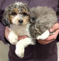 Petite mini Whitnee, a female Miniature Bernedoodle for sale in Menomonee Falls, WI – Photo 2 of 3