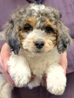 Petite mini Whitnee, a female Miniature Bernedoodle for sale in Menomonee Falls, WI – Photo 1 of 3