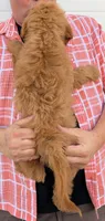 Mini Cecilia, a female Miniature Goldendoodle for sale in Menomonee Falls, WI – 3 of 3