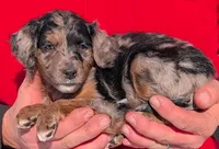 Mini Mattia, a female Miniature Bernedoodle and Miniature Goldendoodle for sale in Menomonee Falls, WI – Photo 2 of 3