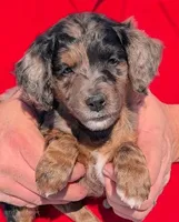 Mini Mattia, a female Miniature Bernedoodle and Miniature Goldendoodle for sale in Menomonee Falls, WI – Photo 1 of 3