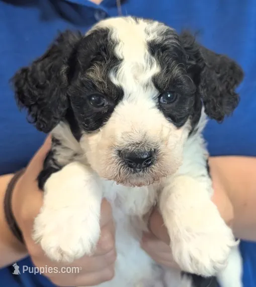 Petite mini Gilbert  – Miniature Bernedoodle puppy for sale in Menomonee Falls, WI