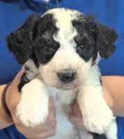 Petite mini Gilbert , a male Miniature Bernedoodle for sale in Menomonee Falls, WI – 1 of 3