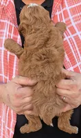 Petite mini Dalary, a male Miniature Goldendoodle for sale in Menomonee Falls, WI – 3 of 3