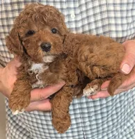 Teacup/petite Roscoe, a male Miniature Goldendoodle for sale in Menomonee Falls, WI – 2 of 3