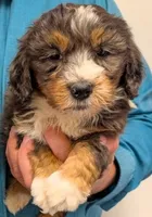Petite Mini Waylon, a male Miniature Bernedoodle for sale in Menomonee Falls, WI – Photo 1 of 2