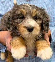 Petite Mini Waylon, a male Miniature Bernedoodle for sale in Menomonee Falls, WI – Photo 1 of 3