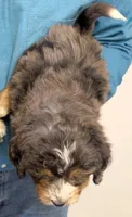 Petite Mini Waylon, a male Miniature Bernedoodle for sale in Menomonee Falls, WI – Photo 2 of 2
