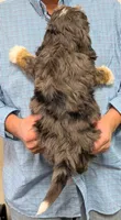 Petite Mini Waylon, a male Miniature Bernedoodle for sale in Menomonee Falls, WI – Photo 2 of 3