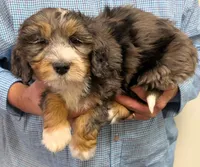 Petite Mini Waylon, a male Miniature Bernedoodle for sale in Menomonee Falls, WI – Photo 3 of 3