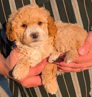Petite mini Brayden, a male Miniature Goldendoodle for sale in Menomonee Falls, WI – Photo 2 of 3