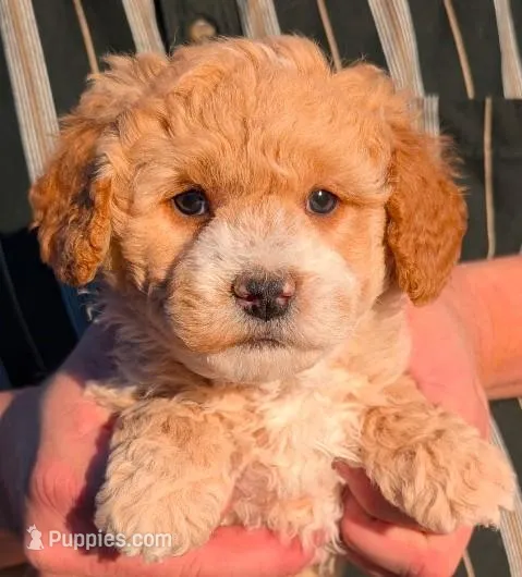 Petite mini Brayden – Miniature Goldendoodle puppy for sale in Menomonee Falls, WI