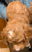 Mini Moe, a male Miniature Goldendoodle for sale in Menomonee Falls, WI – Photo 2 of 2