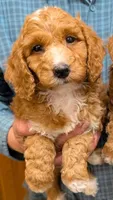 Mini Moe, a male Miniature Goldendoodle for sale in Menomonee Falls, WI – Photo 1 of 2