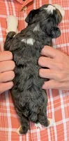 Mini Zelda, a female Miniature Bernedoodle for sale in Menomonee Falls, WI – 3 of 3