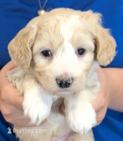 Petite mini Gino – Miniature Bernedoodle puppy for sale in Menomonee Falls, WI
