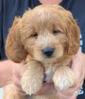 Mini Melroy, a male Miniature Goldendoodle for sale in Menomonee Falls, WI – 1 of 3