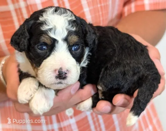 Mini Zaylee – Miniature Bernedoodle puppy for sale in Menomonee Falls, WI