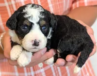 Mini Zaylee, a female Miniature Bernedoodle for sale in Menomonee Falls, WI – 1 of 3