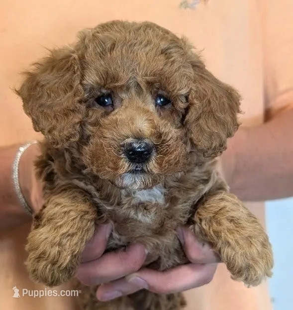 Petite mini Toral – Miniature Goldendoodle puppy for sale in Menomonee Falls, WI