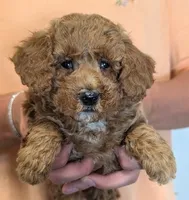 Petite mini Toral, a female Miniature Goldendoodle for sale in Menomonee Falls, WI – 1 of 3