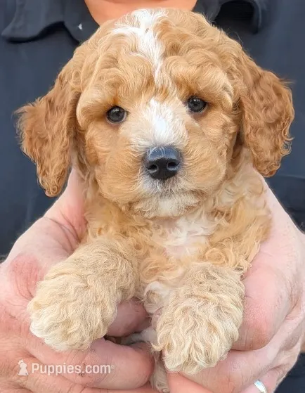 Petite mini Drummond – Miniature Goldendoodle puppy for sale in Menomonee Falls, WI